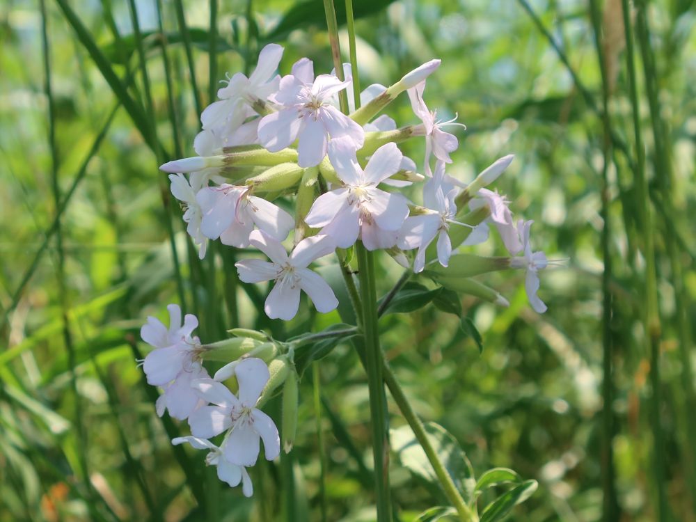 Seifenkraut