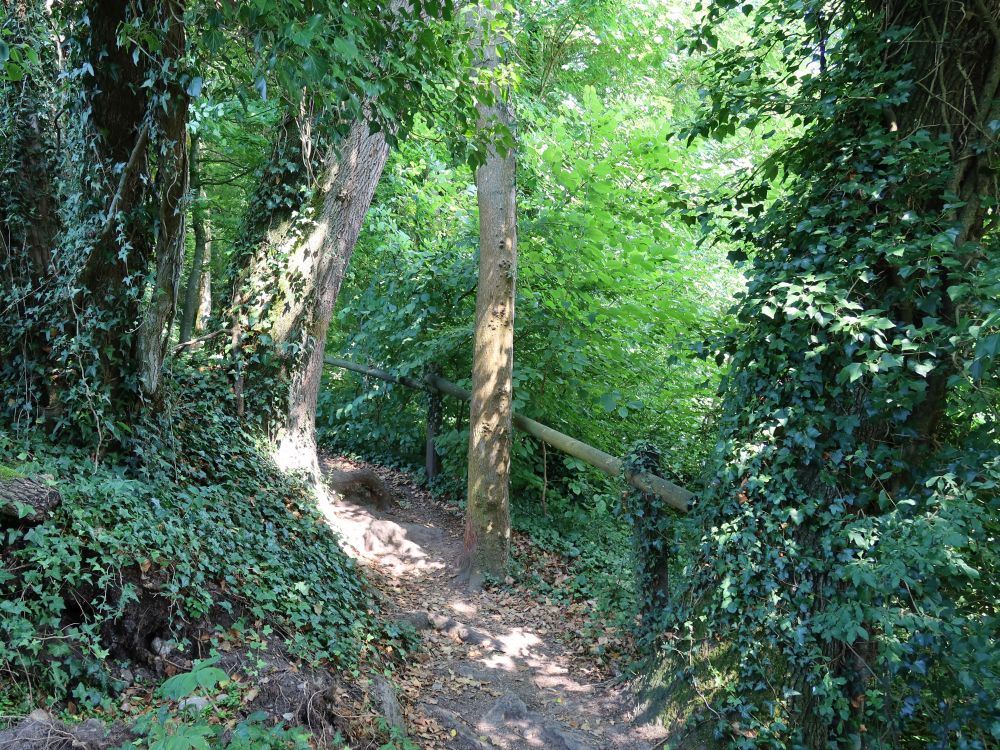 Waldpfad