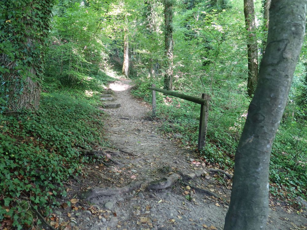 Waldpfad