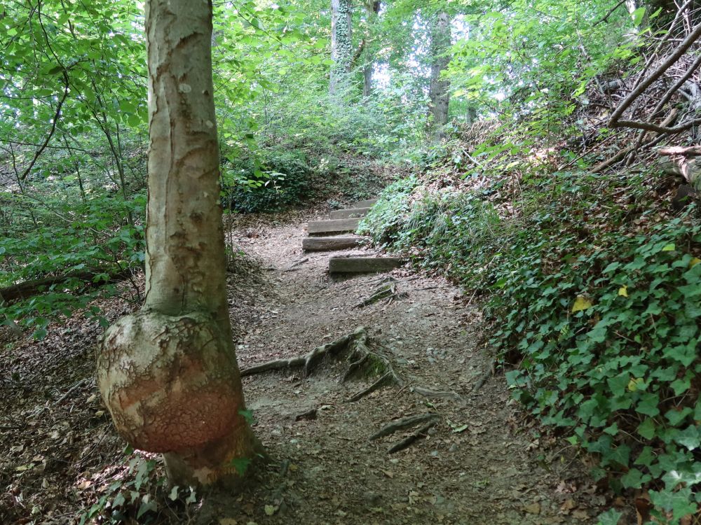 Baumknolle