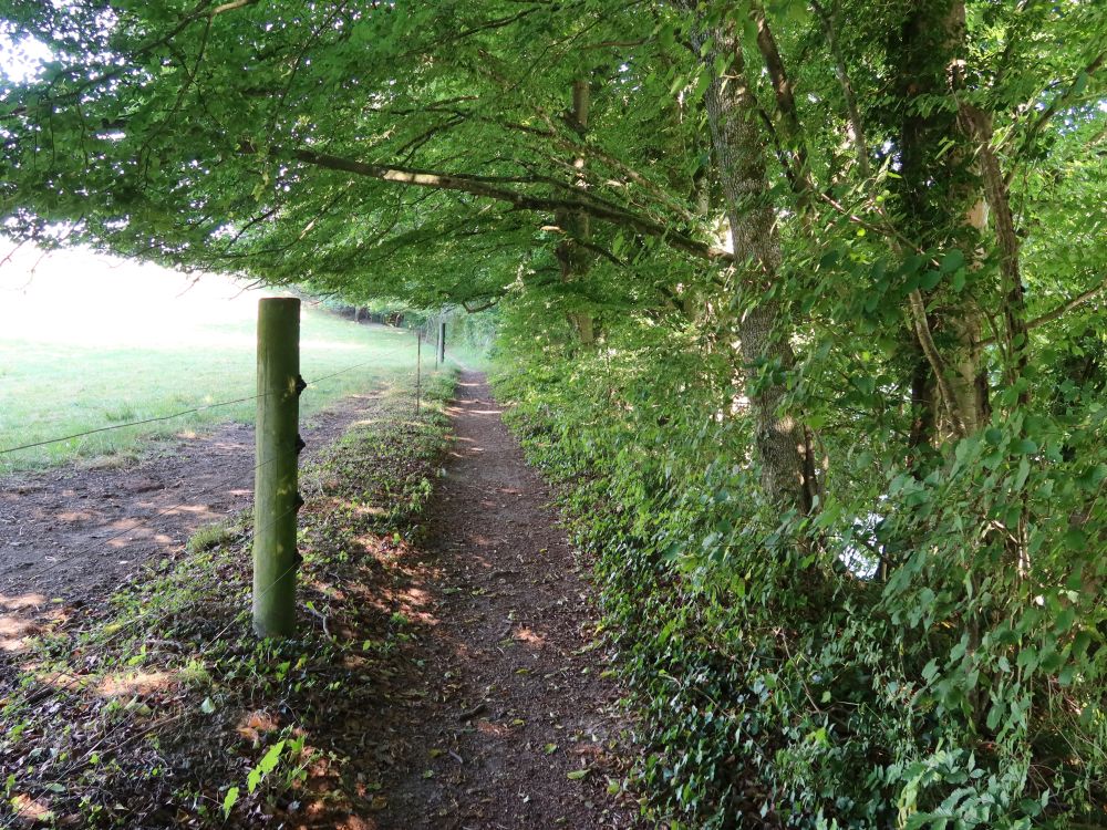 Pfad zwischen Weide und Wald