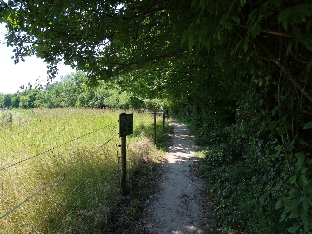 Pfad bei Wildenau