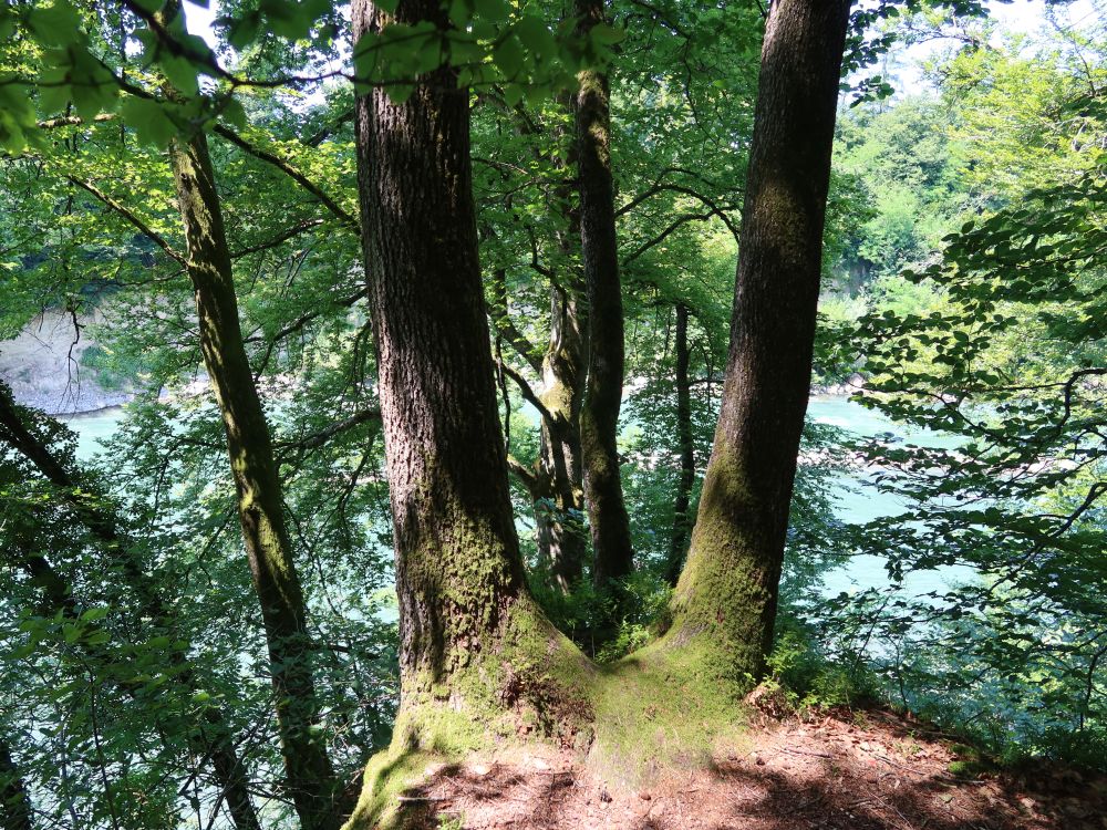 Bäume am Reussufer