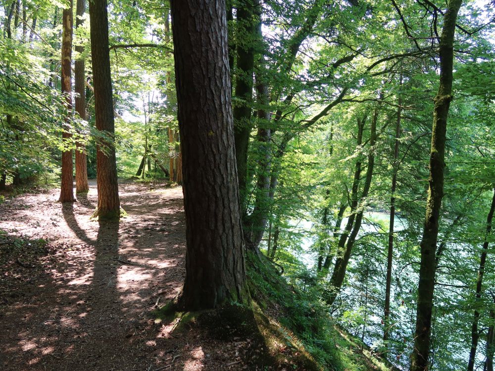 Pfad überm Reussufer