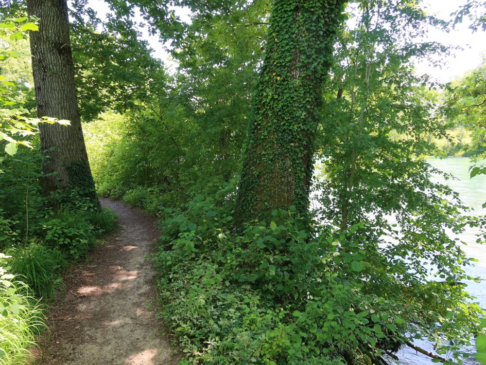 Pfad an der Reuss