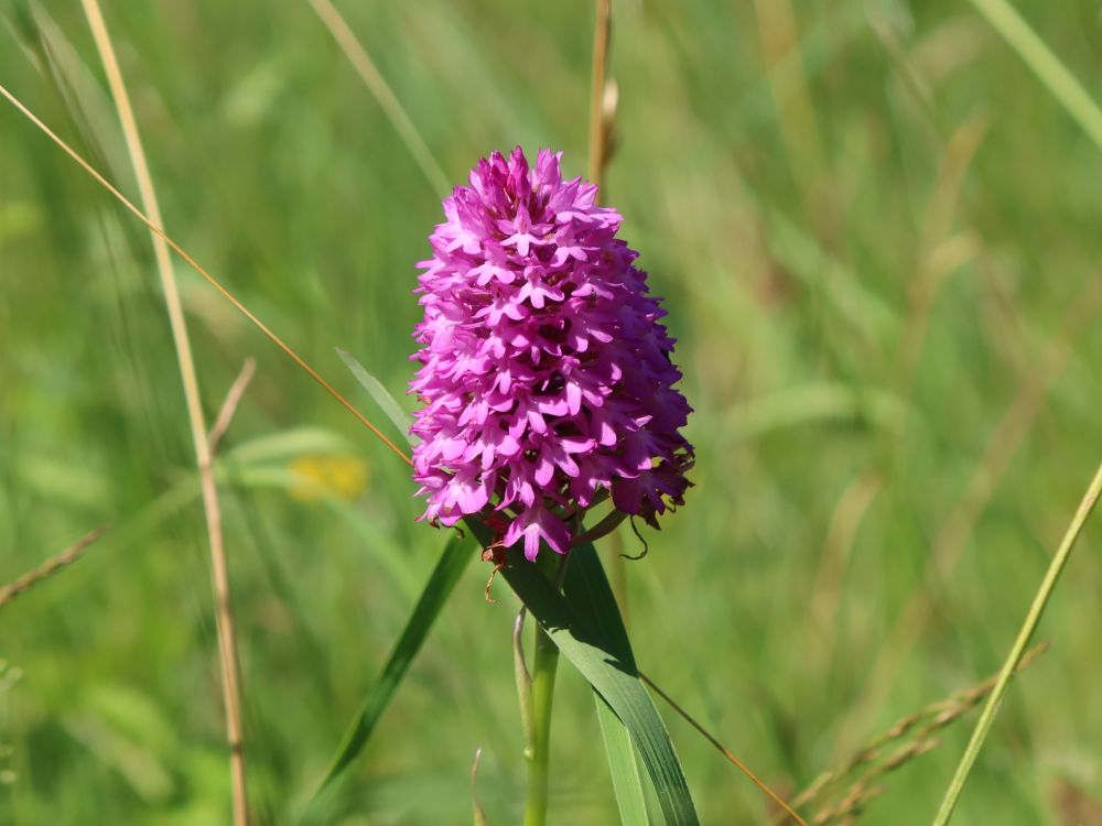 Orchidee