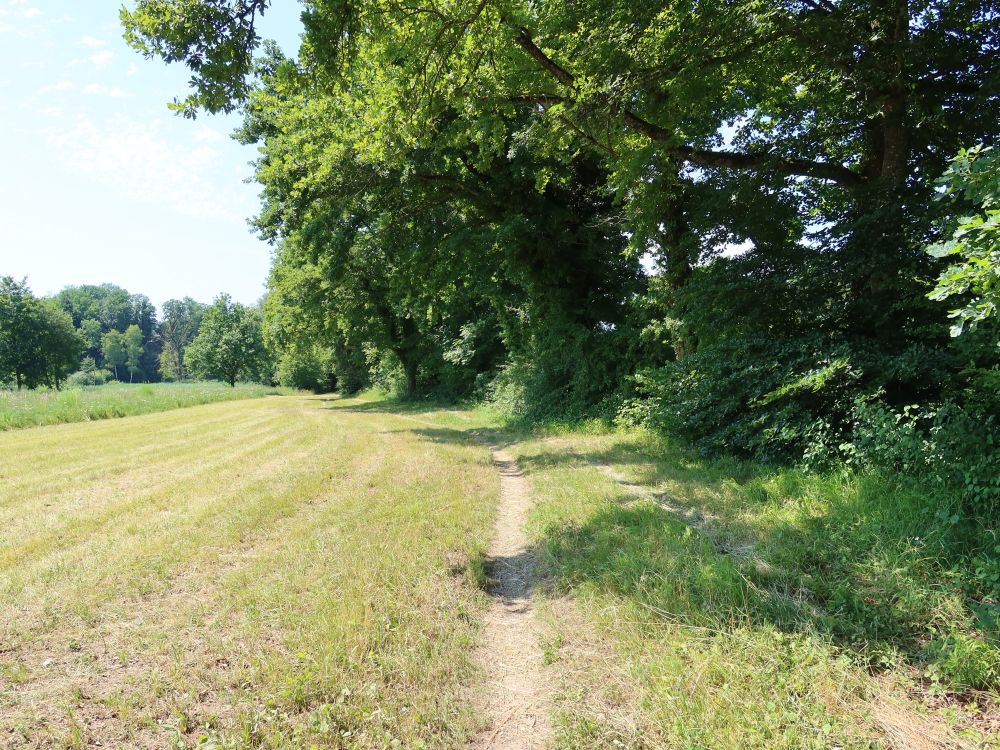 Wiesenpfad