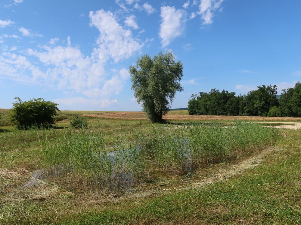 kleiner Teich