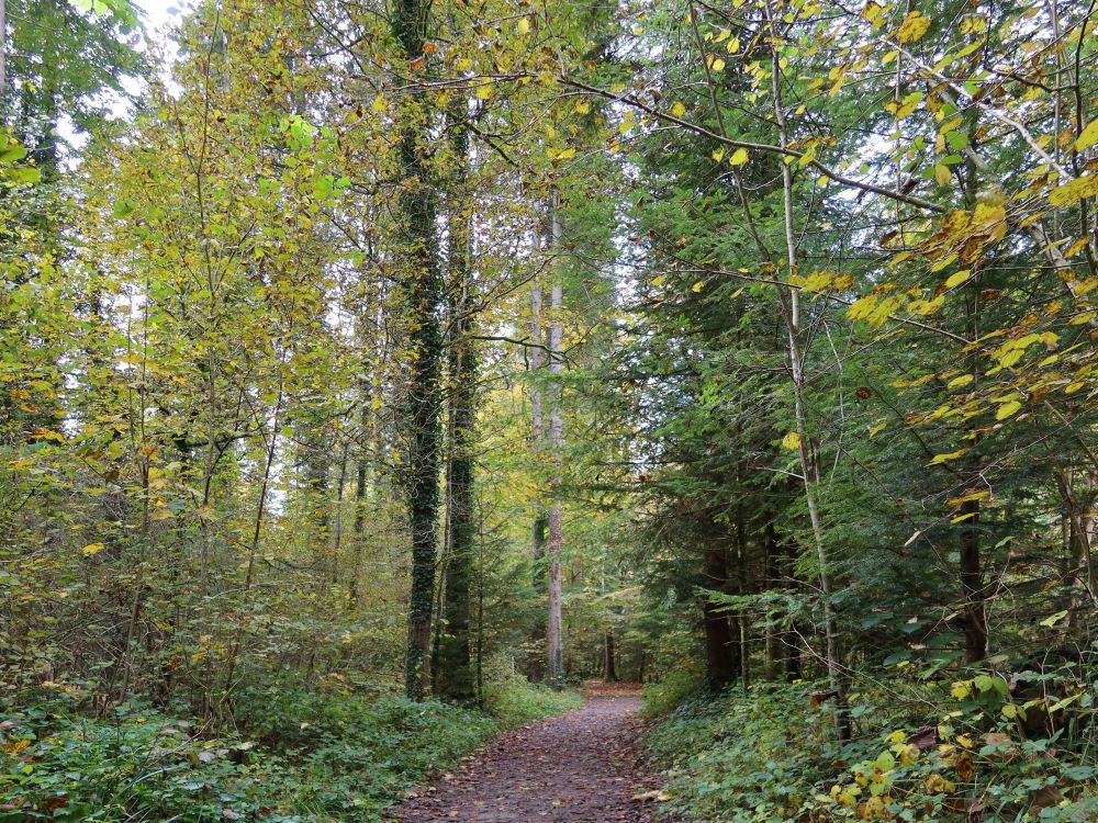 Waldweg