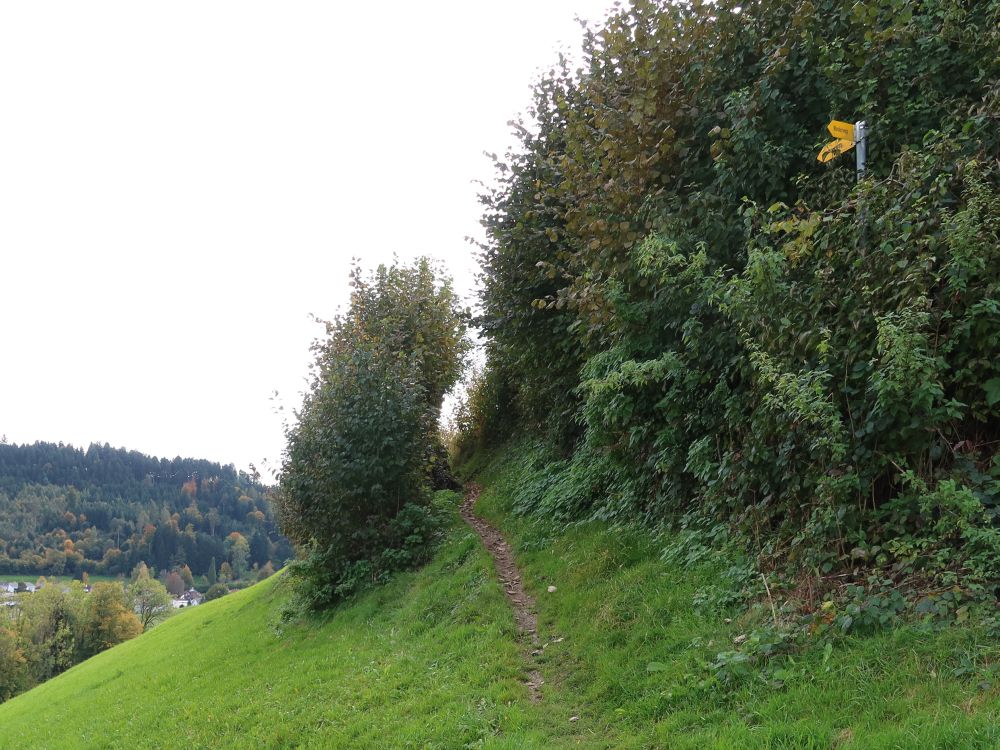 Pfad verschwindet in Hecke