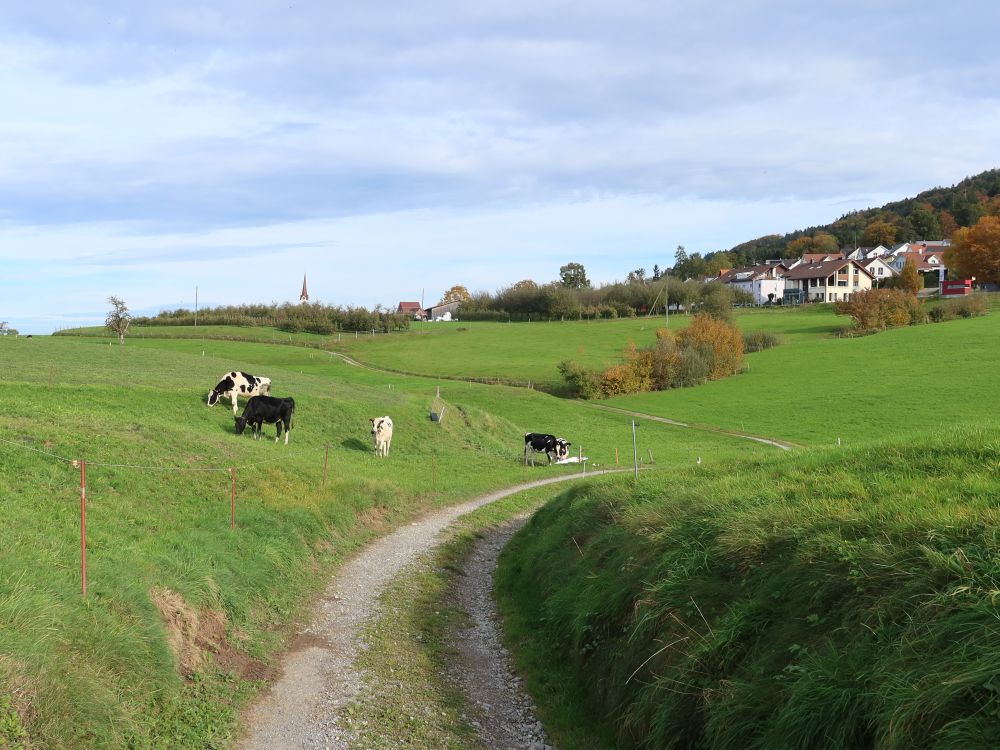 Kühe an der Zielstrasse