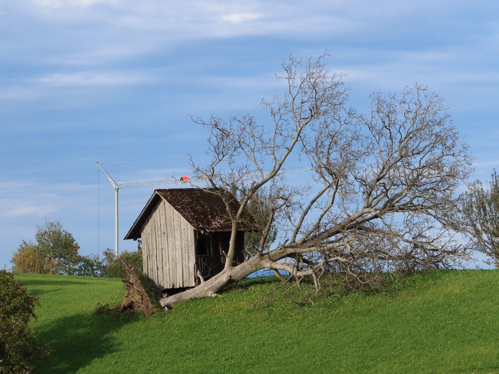 entwurzelter Baum und Hütte