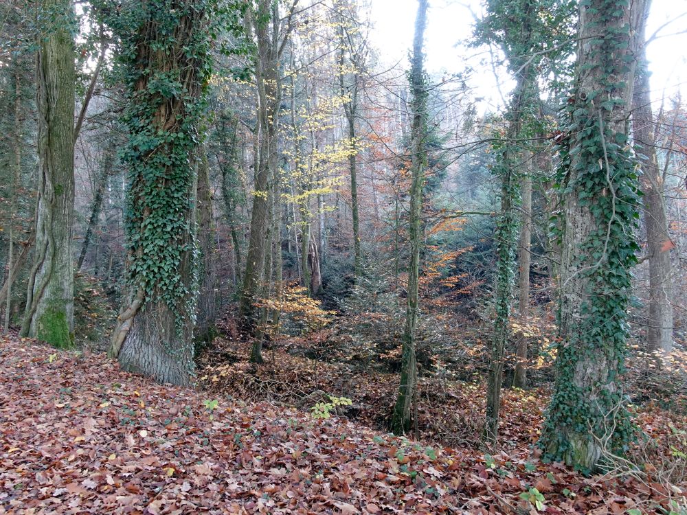 Herbstwald