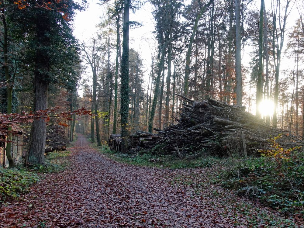 Waldweg über Oberdaal