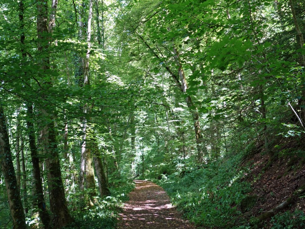 Waldweg