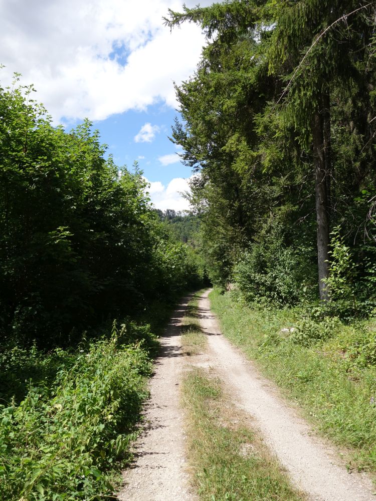 Waldweg entlang der Bahnlinie
