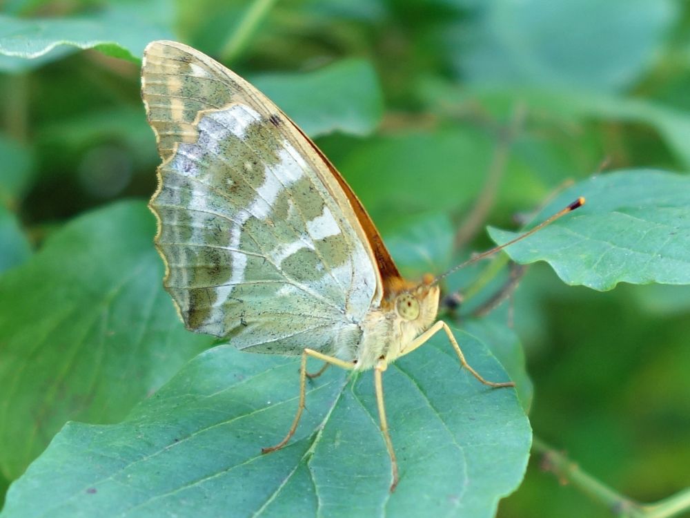 Schmetterling