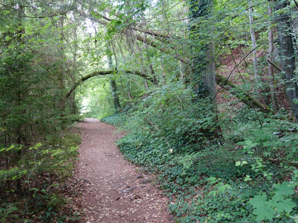 Waldweg