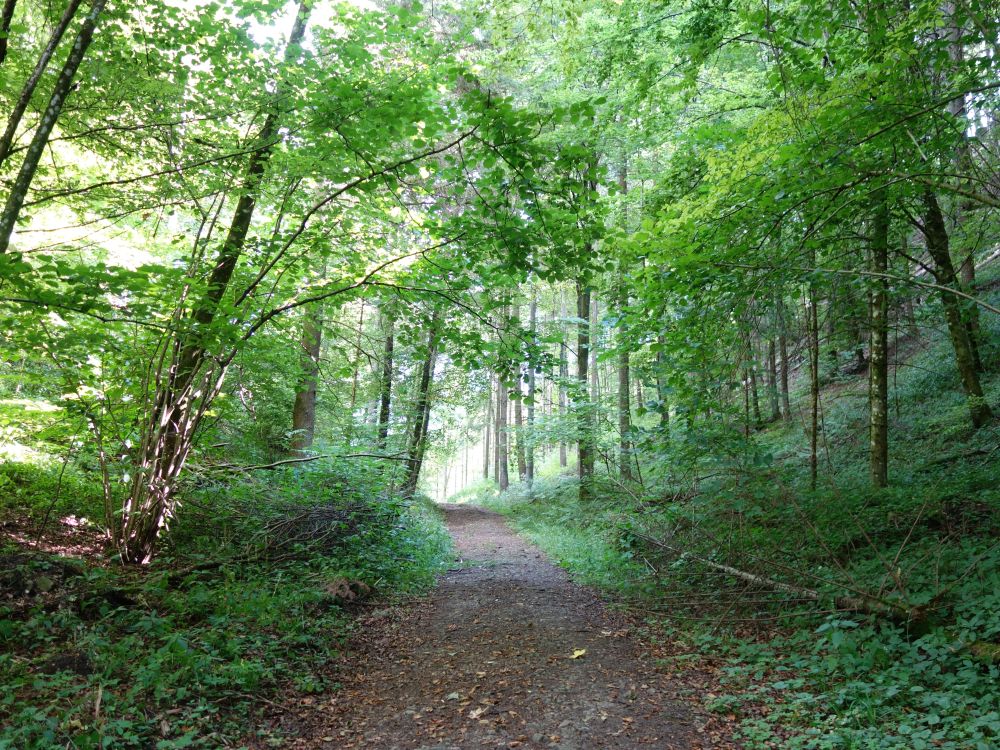 Waldweg