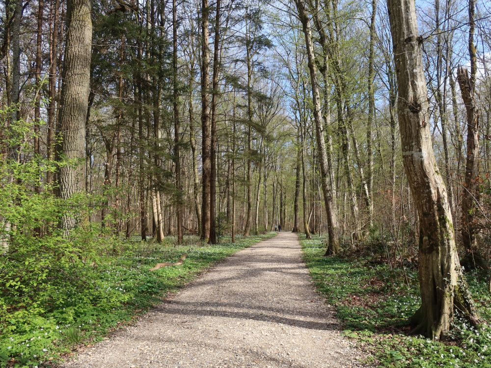 Waldweg im Bernrainhau