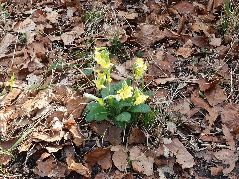 Schlüsselblumen