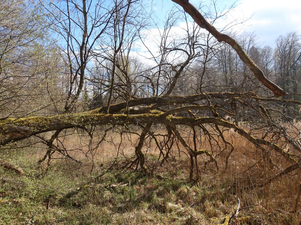 liegender Baum