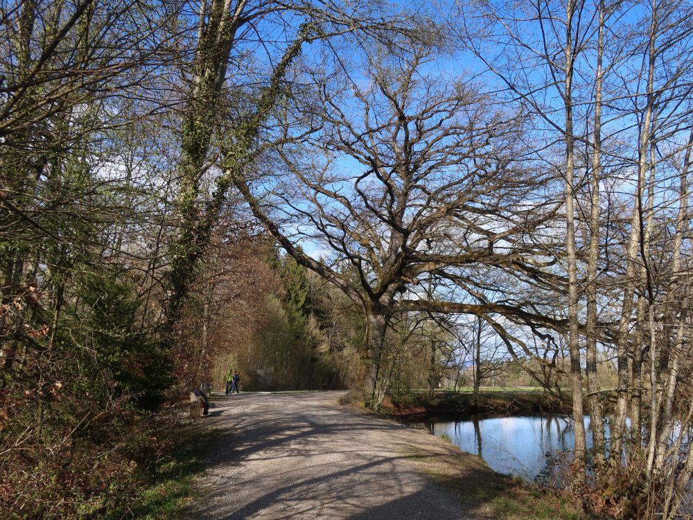 Baum am Groossweier