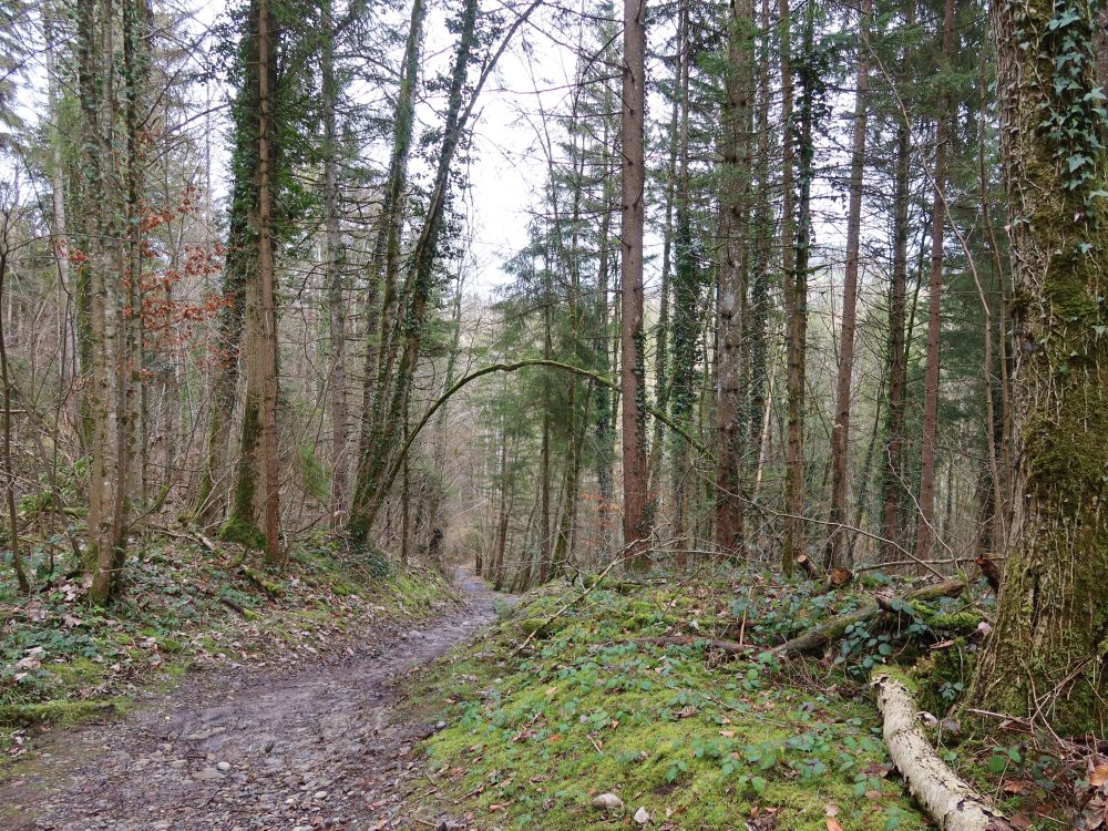 Waldweg