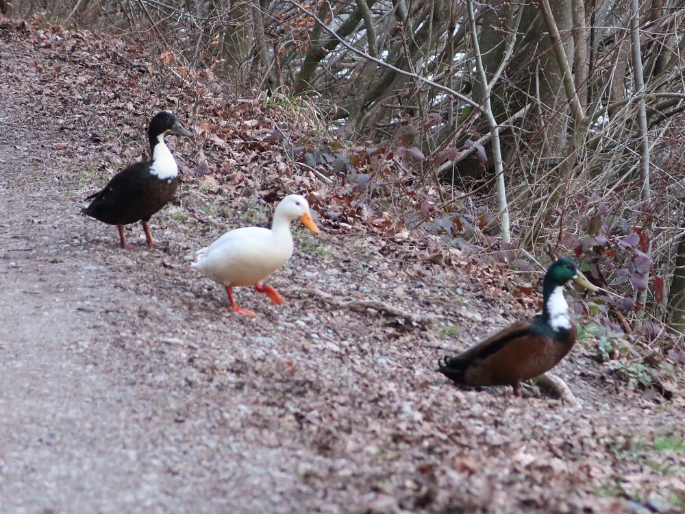 Enten im Gänsemarsch