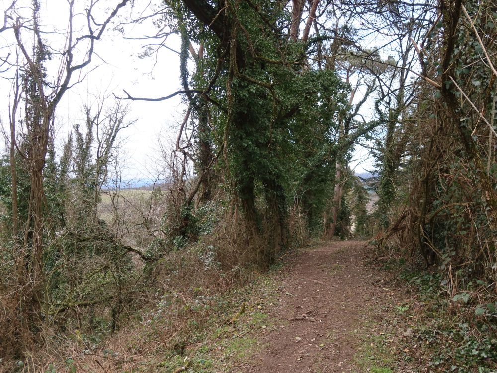 Wanderweg an der Kohlhalde