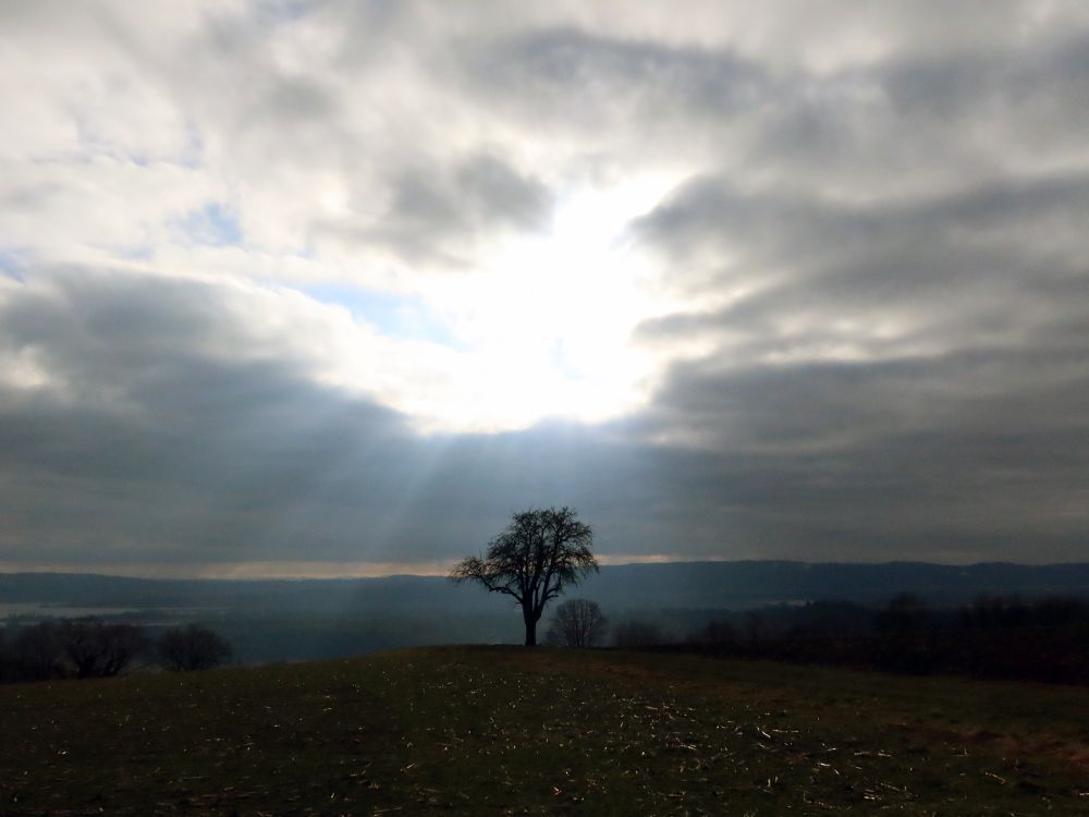 Baum im Gegenlicht