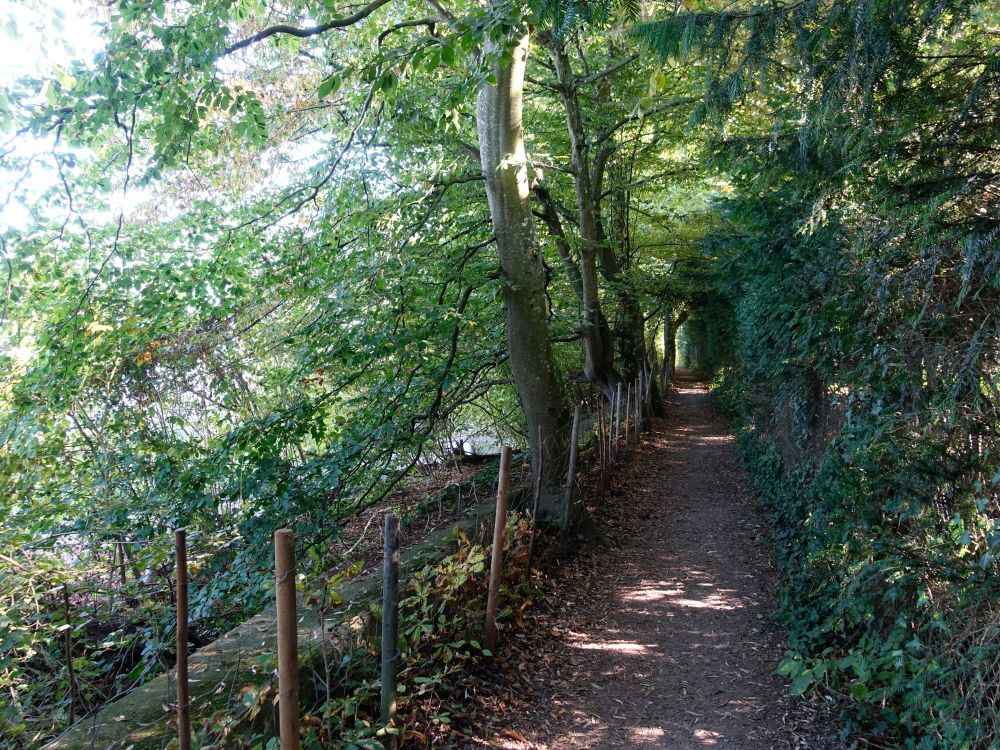 Bodensee-Rundweg