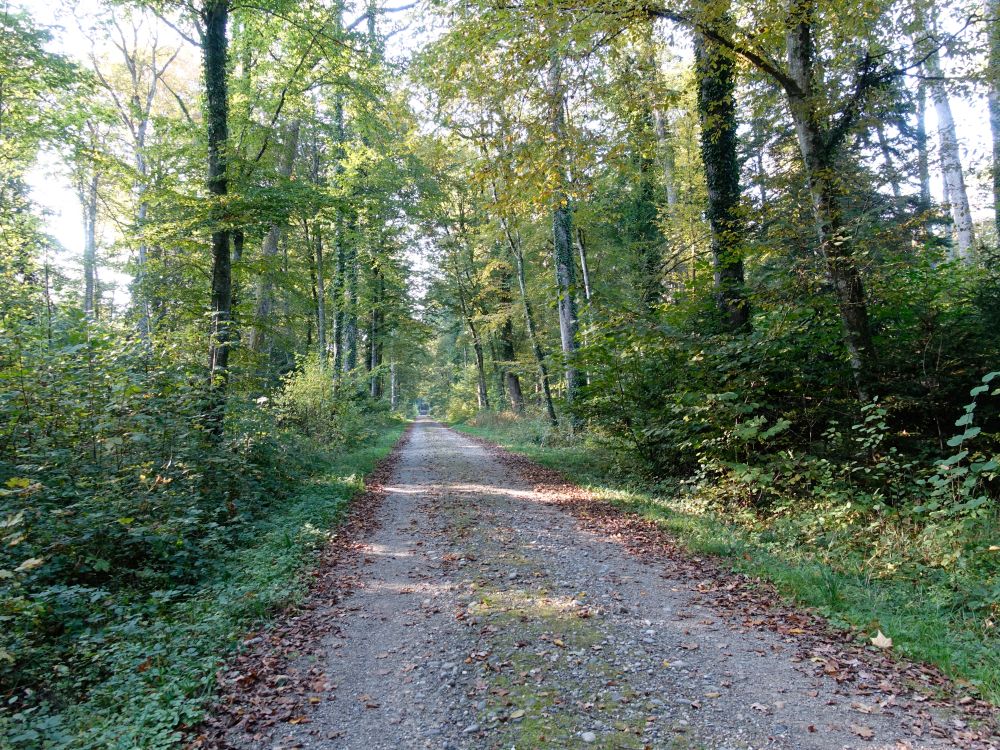 Waldweg