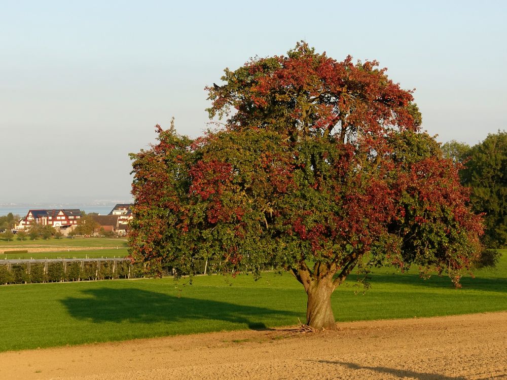 herbstlicher Baum