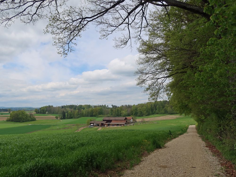 Weg am Waldrand und Eichhof