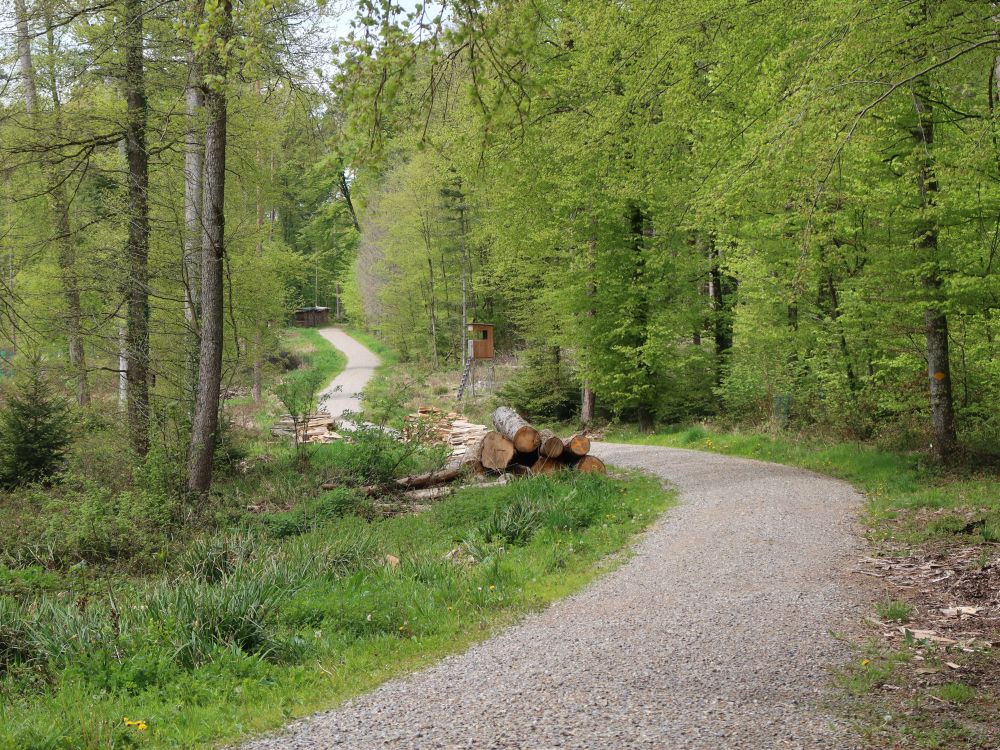 Waldweg