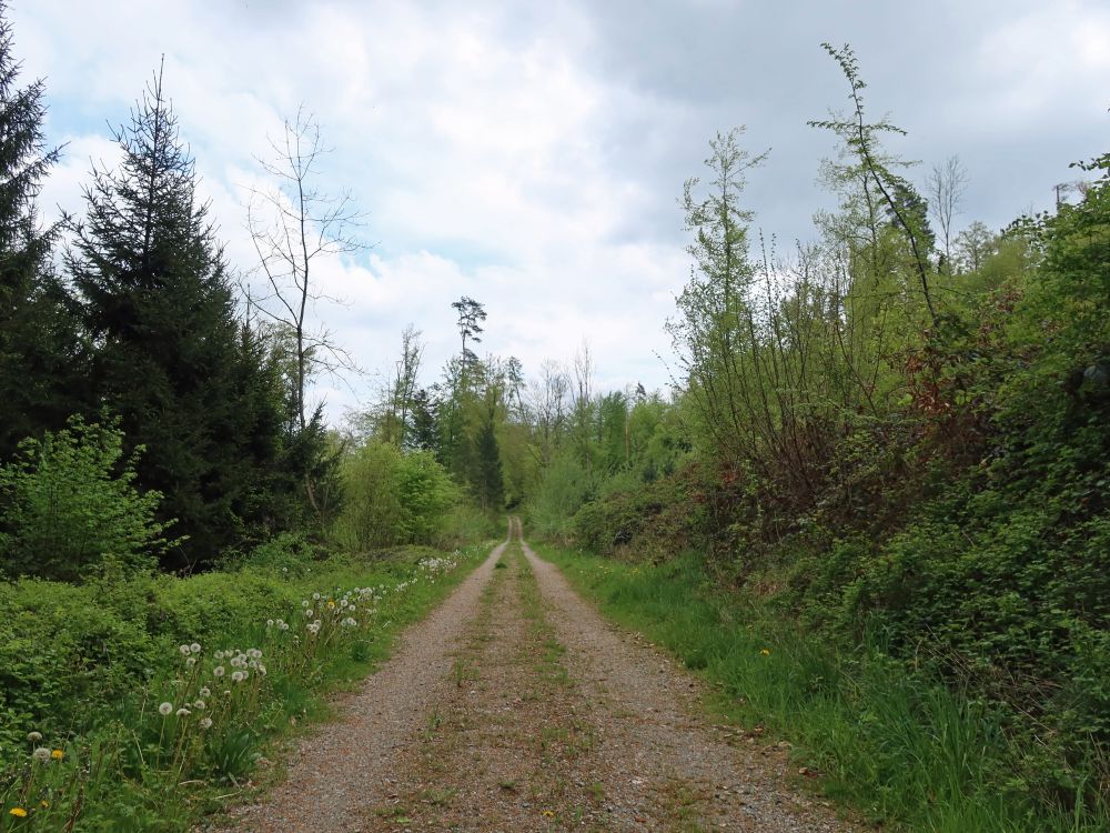 Waldweg