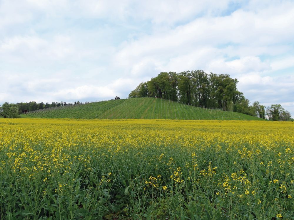 Rapsfeld unterm Chressenberg