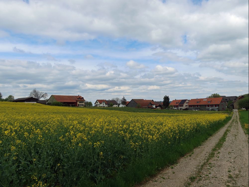 Rapsfeld bei Eschlikon