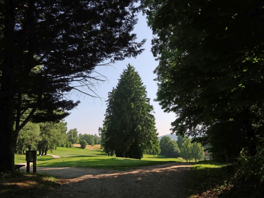 Baum am Golfplatz