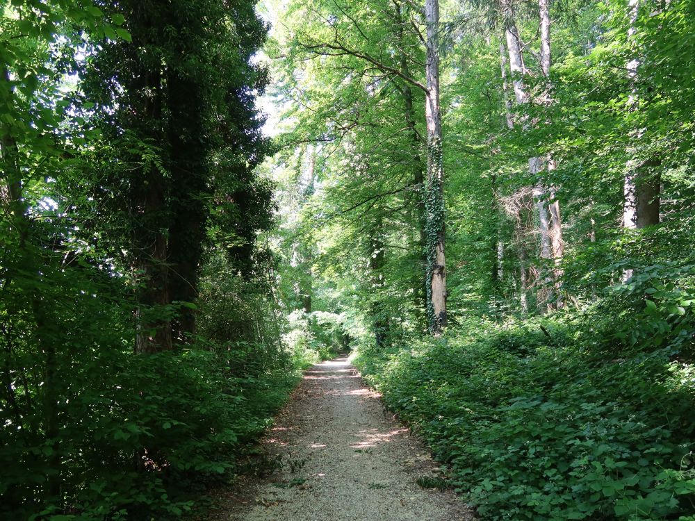 Waldweg