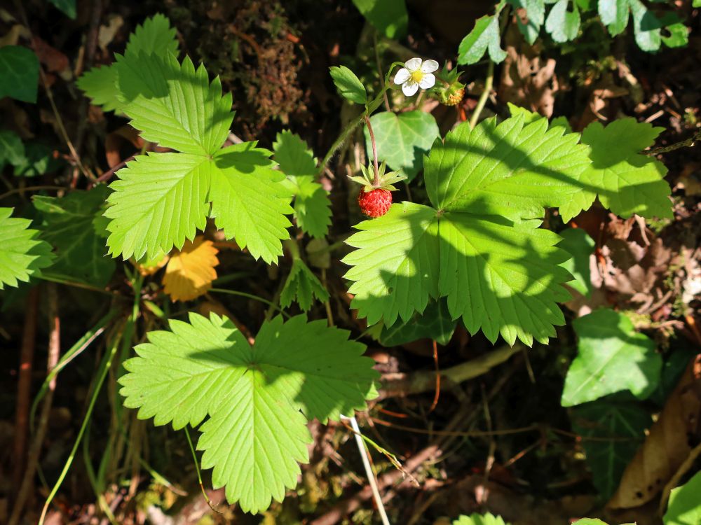 Erdbeere
