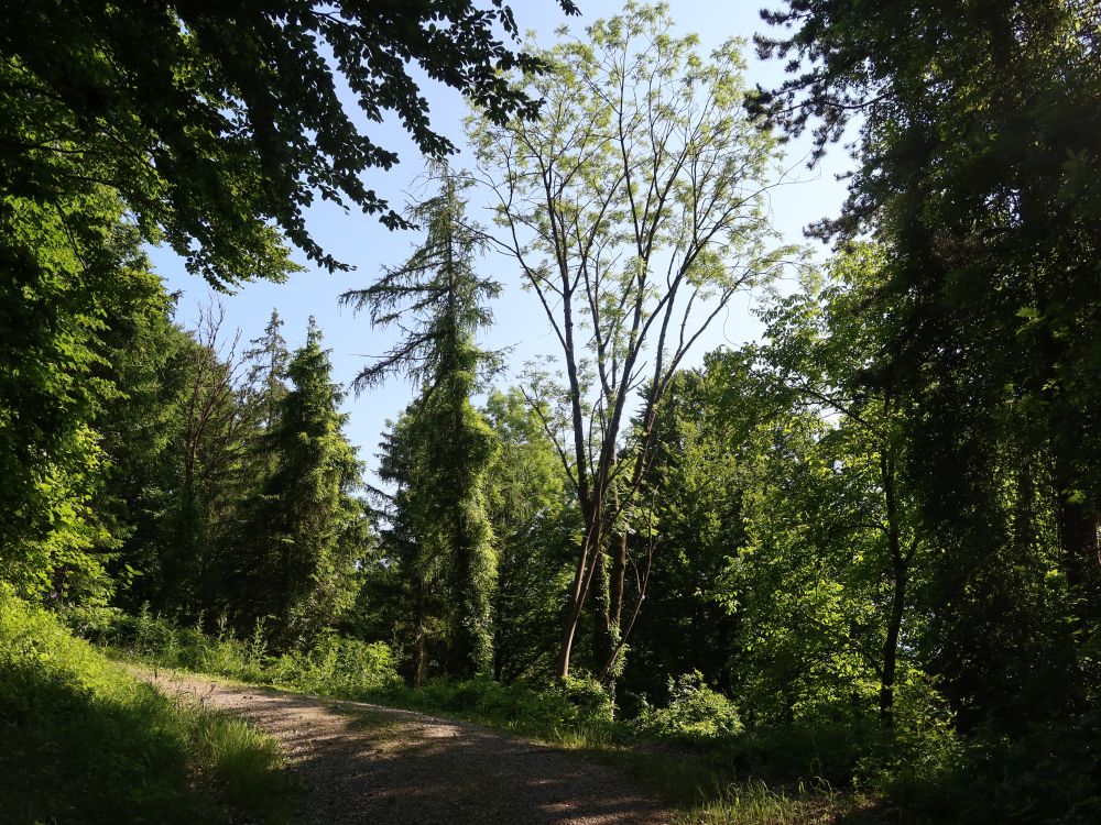 Wag im Mischwald