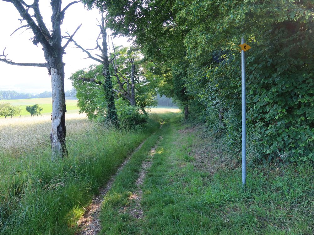 Pfad am Waldrand