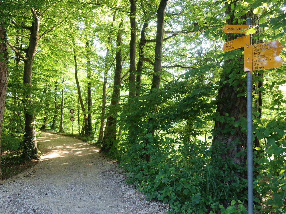 sonniger Waldweg