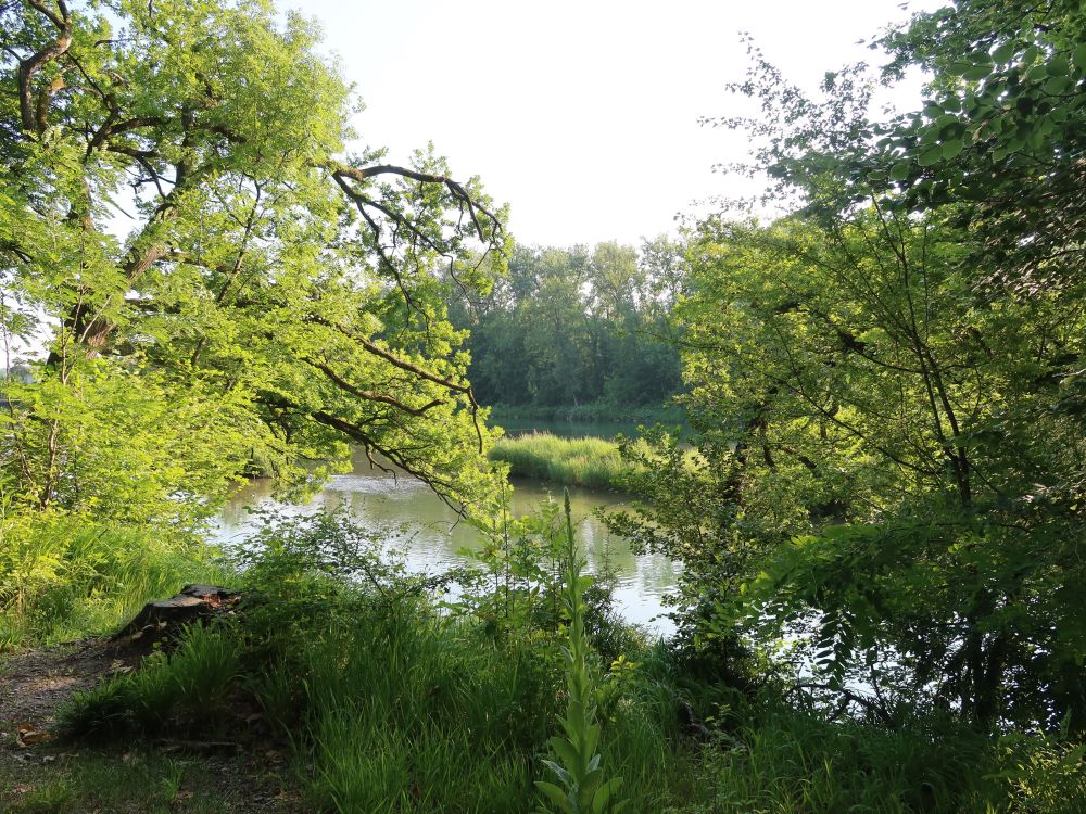 Aare