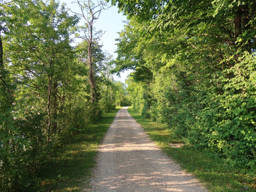 Weg an der Aare