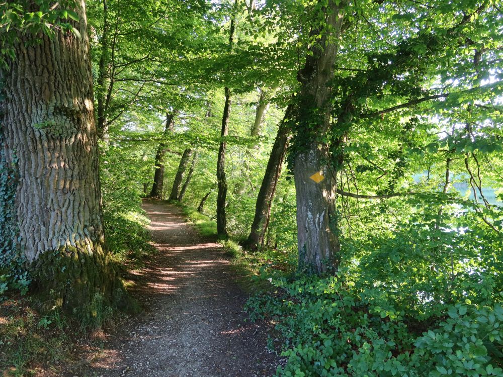 Weg an der Aare