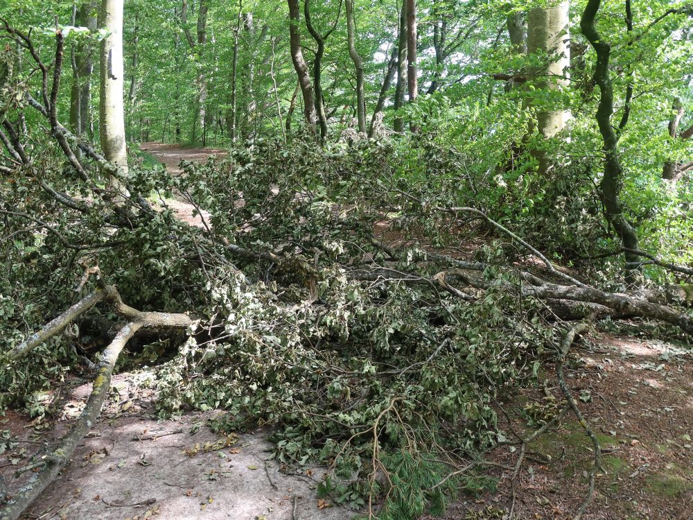 blockierter Waldweg