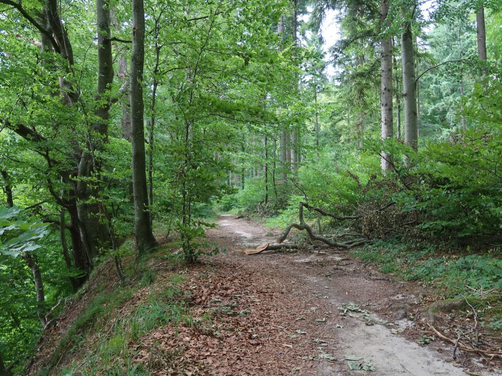 Pfad am Sipplinger Berg